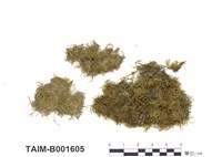 藏品(燕尾苔屬)的圖片